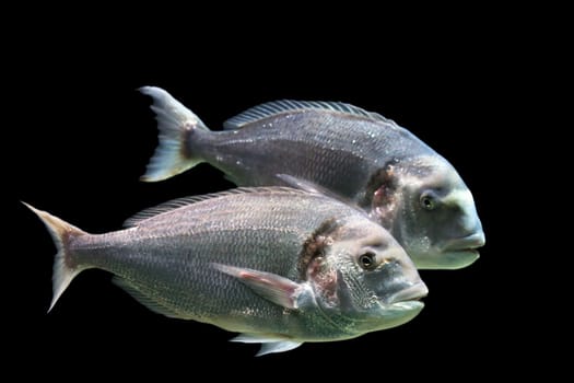 Two sea bream or sea bream Sparus aurata