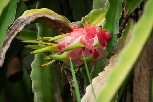 Dragon Fruit, close up of pitaya on cactus plant