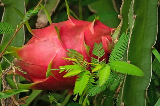 Dragon Fruit, close up of pitaya on cactus plant