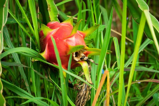 Dragon Fruit, close up of pitaya on cactus plant