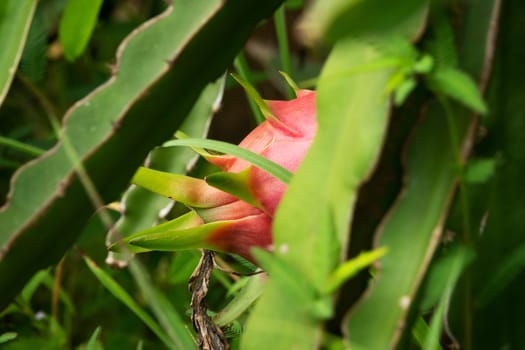 Dragon Fruit, close up of pitaya on cactus plant