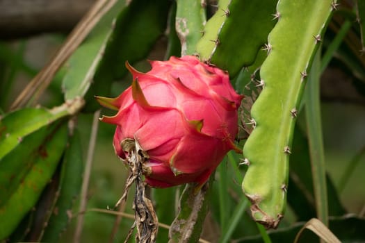 Dragon Fruit, close up of pitaya on cactus plant