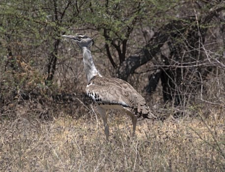 Kori Bustard in Nxai Pan National Park, Botswana
