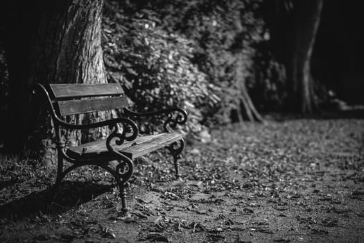 Bench in a cemetery park - black and white - detailed shot