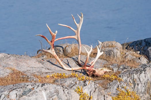 Caribou Skull and Antlers in the Remote Arctic Village of Itilleq, Greenland