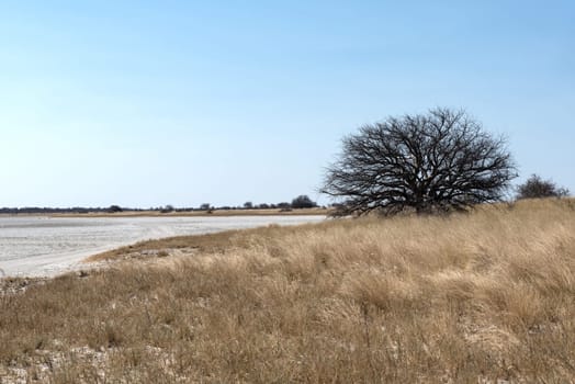 the Kudiakam Pan in Nxai Pans National Park, Botswana