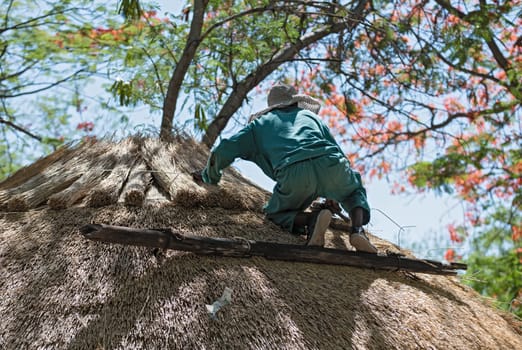 roofer repairs the thatched roof of a house, botswana, africa