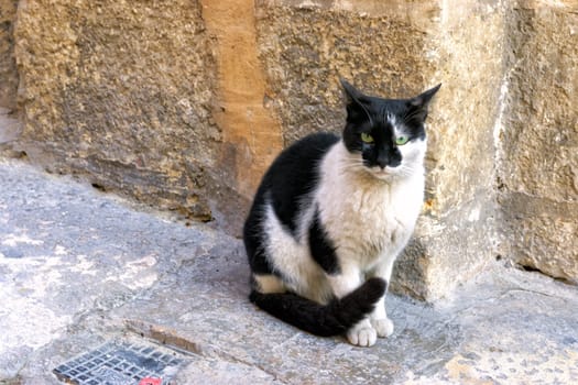 Black and white cat in Valletta, Malta