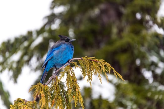 Closeup view of a Stellar's Jay in Mt. Rainier National Park
