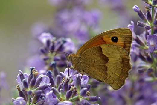 Great oxeye Maniola jurtinia on lavender Lavandula angustifolia