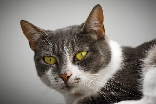 Animal portrait of tabby white domestic cat with yellow eyes.