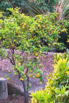 Ripe fresh lemons on a tree in Valldemossa, Mallorca in sunlight..