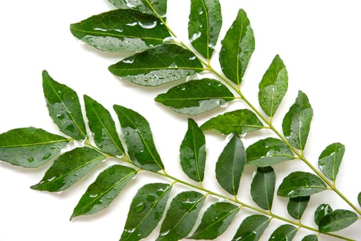 Fresh raw green curry leaves isolated on white background.