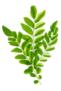 Fresh raw green curry leaves isolated on white background.