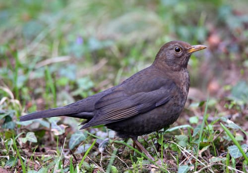 Female blackbird Turdus merula