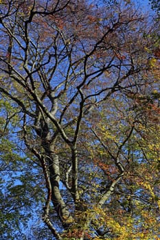 Treetops of a European beech Fagus sylvatica in autumn