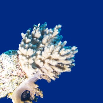 Colorful coral reef on the bottom of tropical sea, finger coral on the background of blue water, underwater landscape