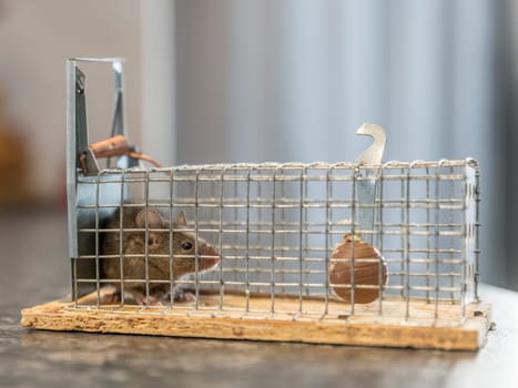 Little mouse sits trapped in a wire trap against blurred background
