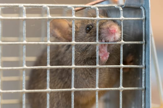 Little mouse sits trapped in a wire trap against blurred background