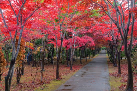 This photo was shot from Hiraoka Tree Art Center in Sapporo, Hokkaido, Japan. All trees change color from green to red in autumn before coming winter. This place is one of popular for tourist attraction in Sapporo.