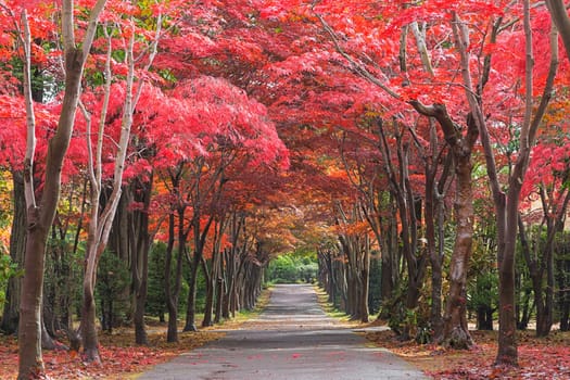 This photo was shot from Hiraoka Tree Art Center in Sapporo, Hokkaido, Japan. All trees change color from green to red in autumn before coming winter. This place is one of popular for tourist attraction in Sapporo.