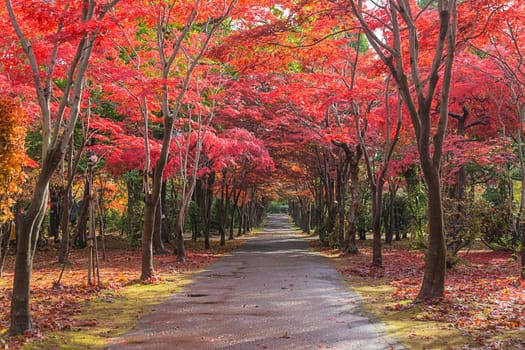 This photo was shot from Hiraoka Tree Art Center in Sapporo, Hokkaido, Japan. All trees change color from green to red in autumn before coming winter. This place is one of popular for tourist attraction in Sapporo.