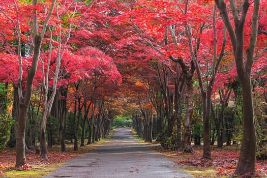 This photo was shot from Hiraoka Tree Art Center in Sapporo, Hokkaido, Japan. All trees change color from green to red in autumn before coming winter. This place is one of popular for tourist attraction in Sapporo.