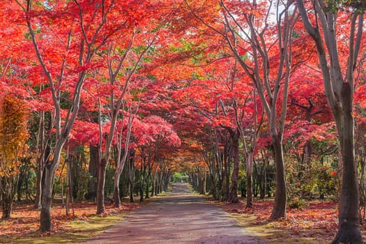 This photo was shot from Hiraoka Tree Art Center in Sapporo, Hokkaido, Japan. All trees change color from green to red in autumn before coming winter. This place is one of popular for tourist attraction in Sapporo.