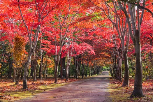 This photo was shot from Hiraoka Tree Art Center in Sapporo, Hokkaido, Japan. All trees change color from green to red in autumn before coming winter. This place is one of popular for tourist attraction in Sapporo.