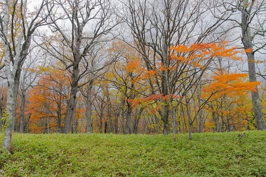 Nikko is well known for its scenic beauty surrounded by natural attractions such as mountains, marshlands, and lakes. It is also very popular for those who love to hiking or trekking. This photo was shot in autumn.