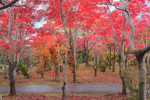 This photo was shot from Hiraoka Tree Art Center in Sapporo, Hokkaido, Japan. All trees change color from green to red in autumn before coming winter. This place is one of popular for tourist attraction in Sapporo.