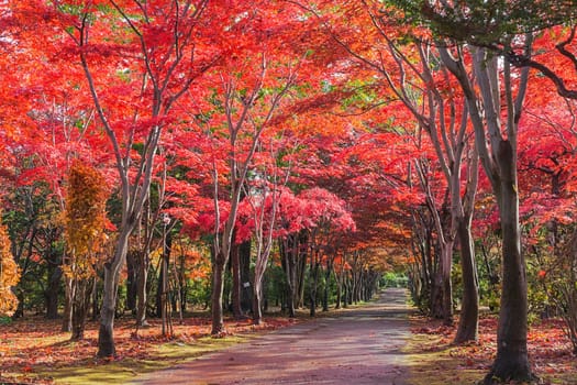 This photo was shot from Hiraoka Tree Art Center in Sapporo, Hokkaido, Japan. All trees change color from green to red in autumn before coming winter. This place is one of popular for tourist attraction in Sapporo.