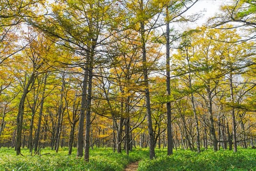 Nikko is well known for its scenic beauty surrounded by natural attractions such as mountains, marshlands, and lakes. It is also very popular for those who love to hiking or trekking. This photo was shot in autumn.