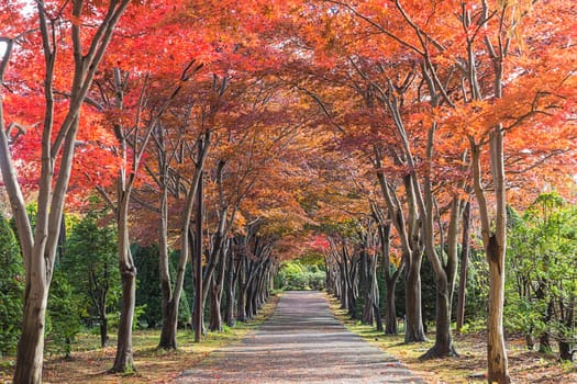 This photo was shot from Hiraoka Tree Art Center in Sapporo, Hokkaido, Japan. All trees change color from green to red in autumn before coming winter. This place is one of popular for tourist attraction in Sapporo.