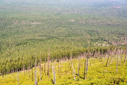 Landscape full of pine trees from Black Butte near Sisters, Oregon