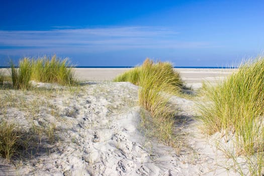 the dunes, Renesse, Zeeland, the Netherlands