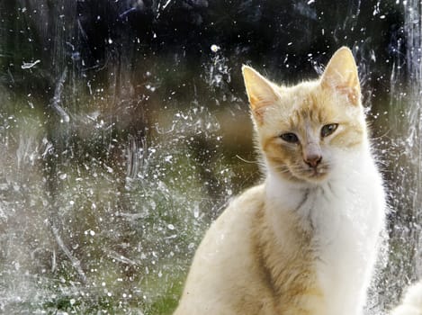 Abandoned street cats, animal abuse, sadness