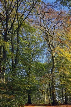 Autumn beech forest on the Heiligenberg in Heidelberg
