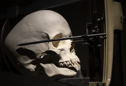 Medical cranium for studies, medicine detail
