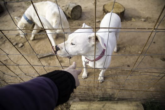 Locked kennel dogs abandoned, sadness