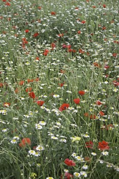 Poppies and daisies in field with grass and vegetation nature and flowers