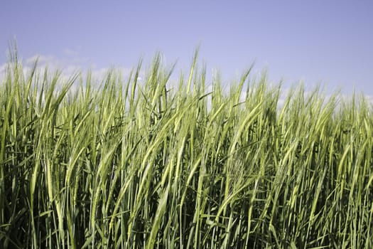 Cereals and wheat in field planting outdoors, nature and agriculture