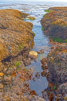 Coastal Rocks at Low Tide in on the coast of the Olympic Peninsula at Salt Creek Recreation Area in Washington