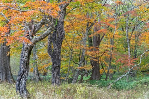 Nikko is well known for its scenic beauty surrounded by natural attractions such as mountains, marshlands, and lakes. It is also very popular for those who love to hiking or trekking. This photo was shot in autumn.