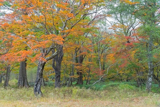 Nikko is well known for its scenic beauty surrounded by natural attractions such as mountains, marshlands, and lakes. It is also very popular for those who love to hiking or trekking. This photo was shot in autumn.