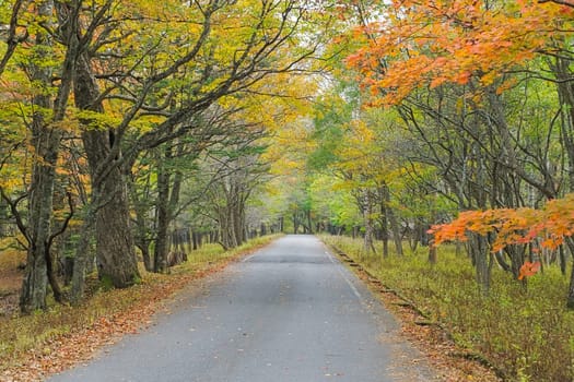 Nikko is well known for its scenic beauty surrounded by natural attractions such as mountains, marshlands, and lakes. It is also very popular for those who love to hiking or trekking. This photo was shot in autumn.