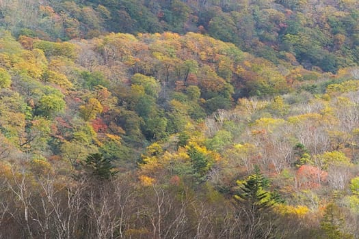 Kirifuri highland is the area on the southeastern side of Mount Akanagi. It is located to the north within a range of 3 to 8 km from central Nikko city. Most of area is located at the level of over 1,000 meters, and grassland and forests spread.