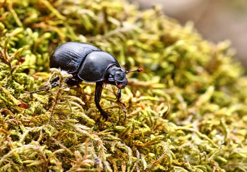Forest dung beetle Anoplotrupes stercorosus