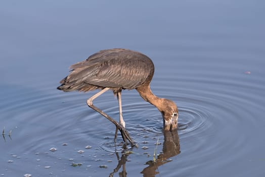 African openbill stork, Anastomus lamelligerus, eating in the Chobe River, Botswana