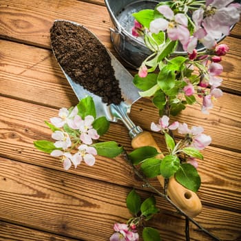 Branch of blossoming apple and garden tools on a wooden surface, close-up
